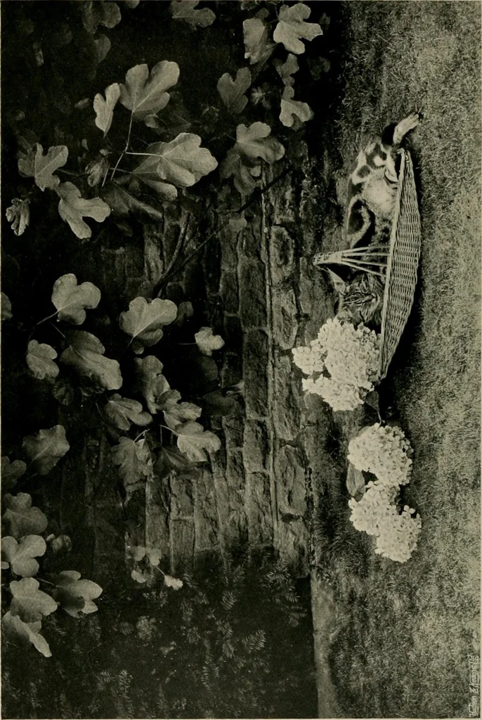 An illustration from Children and gardens, 1908, leaf 175