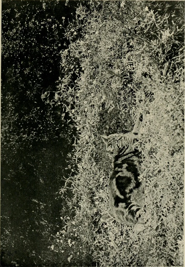 An illustration from Children and gardens, 1908, leaf 176