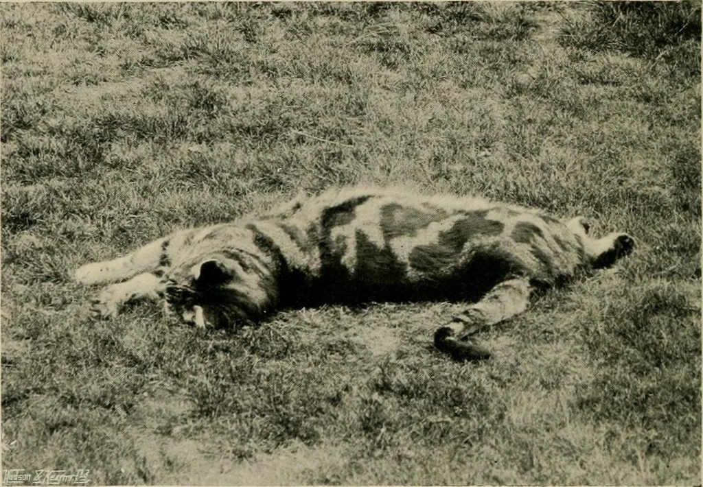An illustration from Children and gardens, 1908, leaf 177