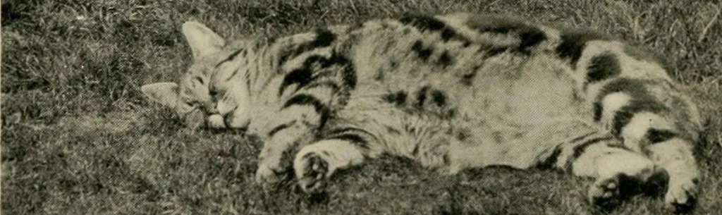 An illustration from Children and gardens, 1908, leaf 177