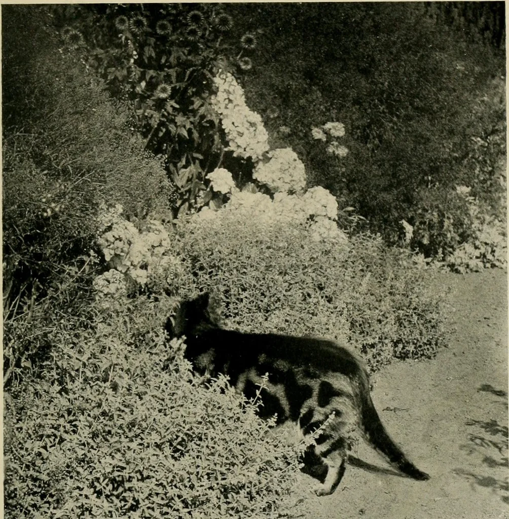 An illustration from Children and gardens, 1908, leaf 180