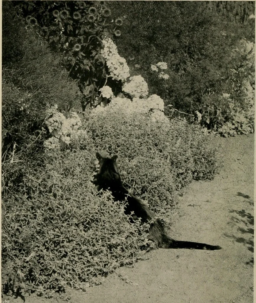 An illustration from Children and gardens, 1908, leaf 181