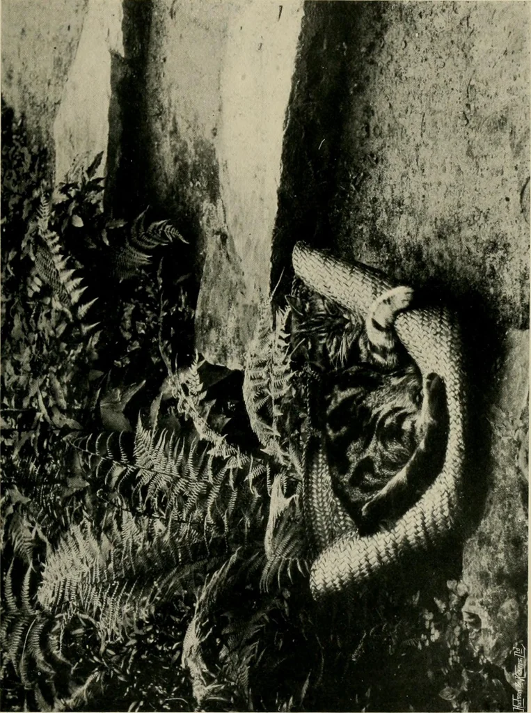 An illustration from Children and gardens, 1908, leaf 182