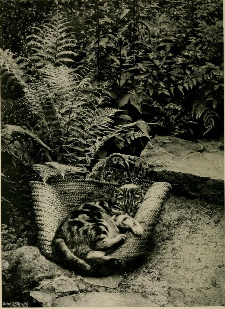 An illustration from Children and gardens, 1908, leaf 183