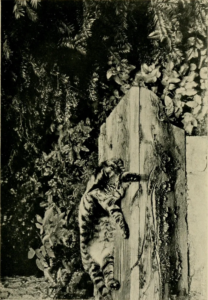 An illustration from Children and gardens, 1908, leaf 186