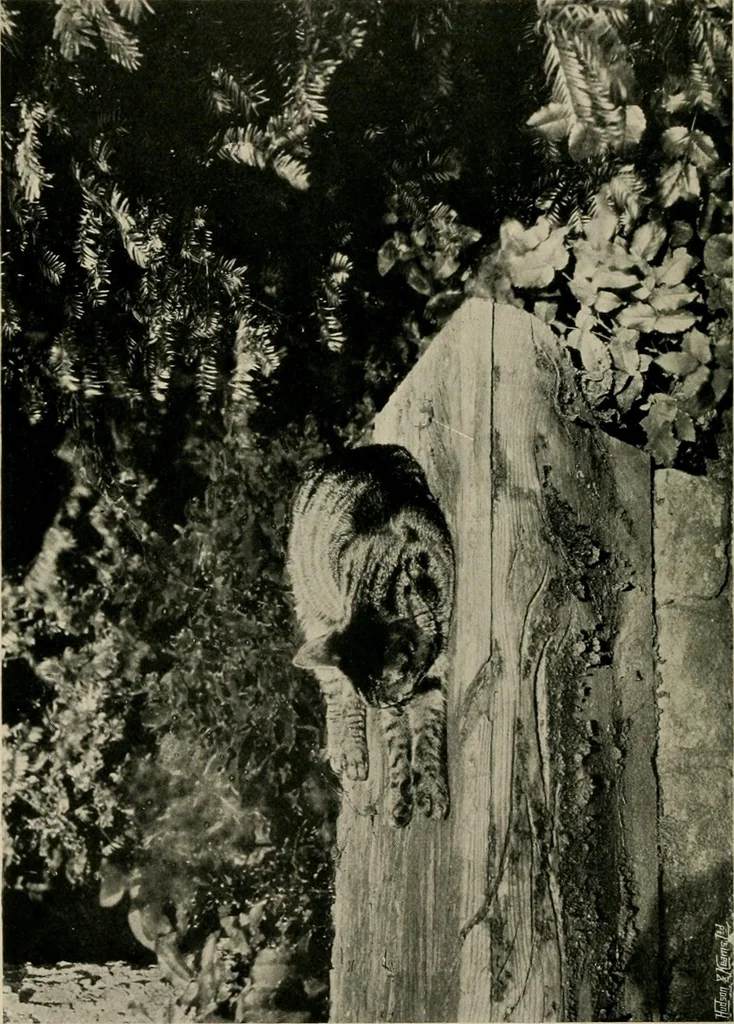 An illustration from Children and gardens, 1908, leaf 187