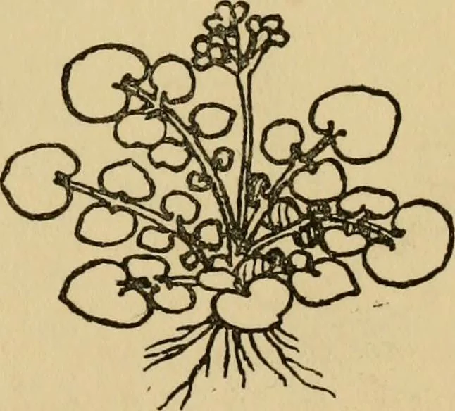 An illustration from Children and gardens, 1908, leaf 50