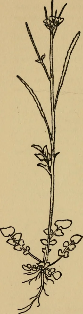 An illustration from Children and gardens, 1908, leaf 51