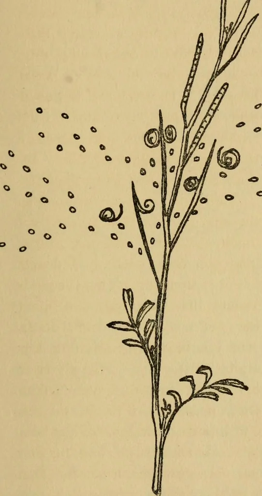 An illustration from Children and gardens, 1908, leaf 52