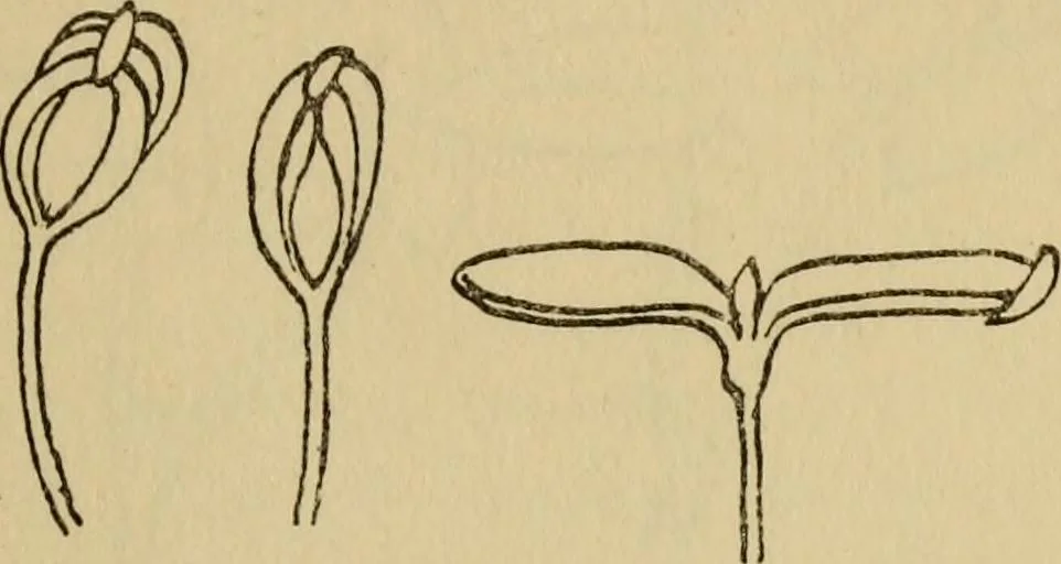 An illustration from Children and gardens, 1908, leaf 68