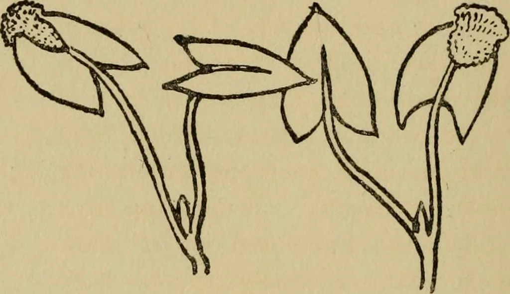 An illustration from Children and gardens, 1908, leaf 69