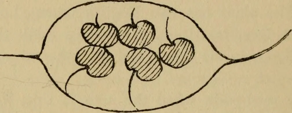 An illustration from Children and gardens, 1908, leaf 71