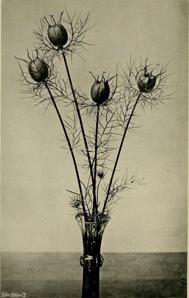 An illustration from Children and gardens, 1908, leaf 73