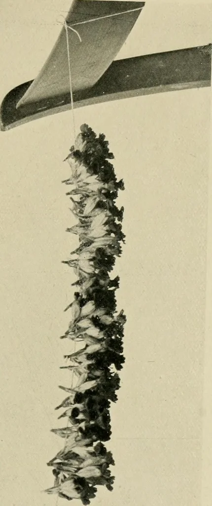 An illustration from Children and gardens, 1908, leaf 76