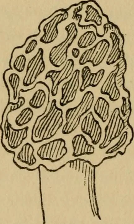 An illustration from Children and gardens, 1908, leaf 83