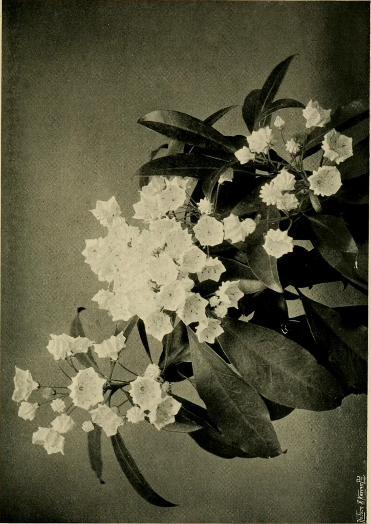 An illustration from Children and gardens, 1908, leaf 90
