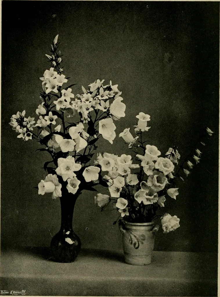 An illustration from Children and gardens, 1908, leaf 97