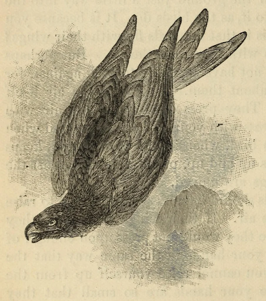 An illustration from The Child's Book of Nature for the Use of Families and Schools Intended to Aid Mothers and Teachers in Training Children in the Observation of Nature. Revised Edition. Part 3: Air, Water, Heat, Light, etc., 1886, leaf 28