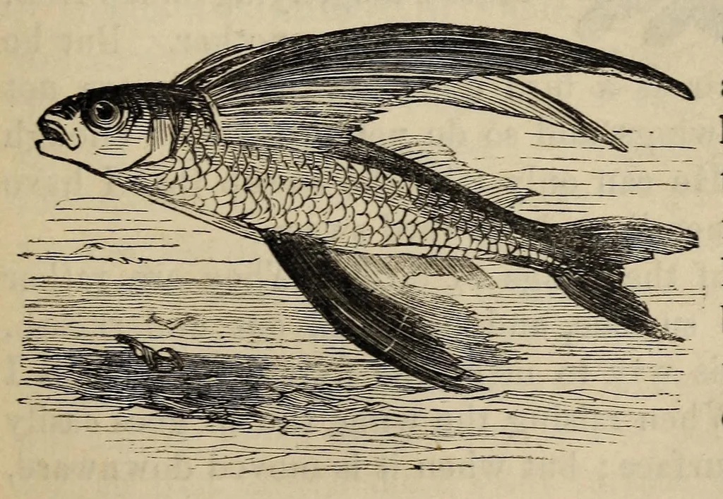 An illustration from The Child's Book of Nature for the Use of Families and Schools Intended to Aid Mothers and Teachers in Training Children in the Observation of Nature. Revised Edition. Part 3: Air, Water, Heat, Light, etc., 1886, leaf 31