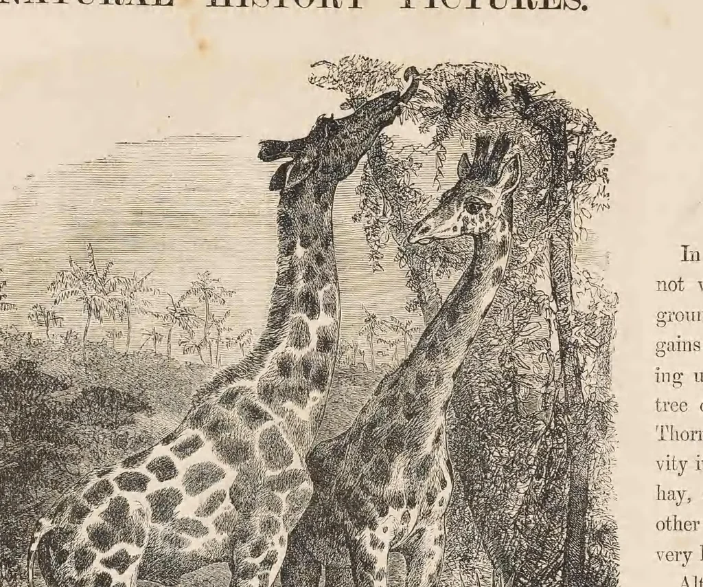 An illustration from The child's picture scrap book : containing upwards of four hundred illustrations, 1865, leaf 23