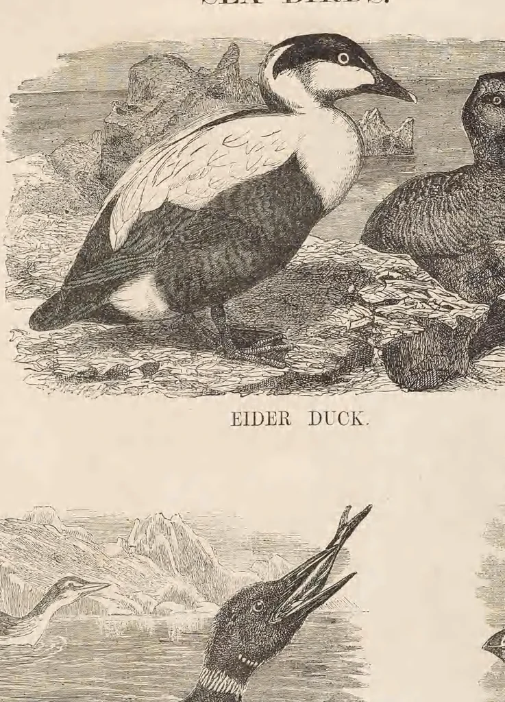 An illustration from The child's picture scrap book : containing upwards of four hundred illustrations, 1865, leaf 60