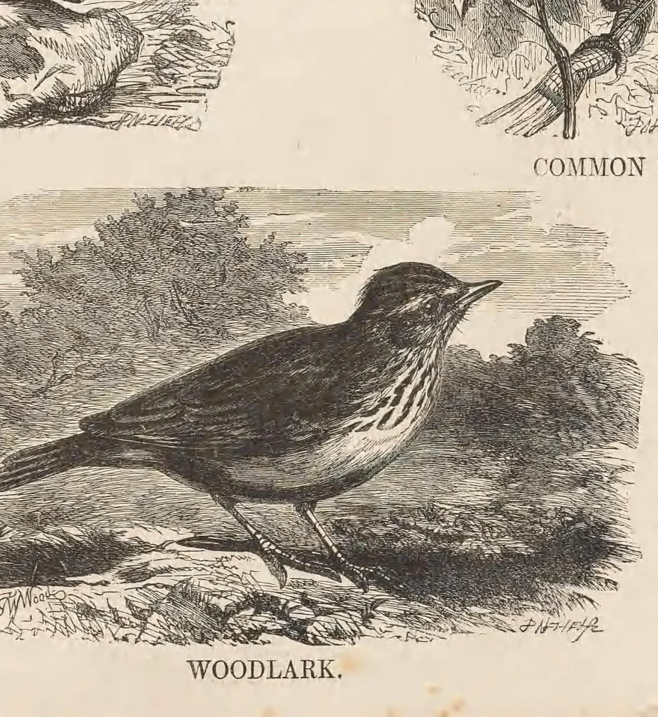 An illustration from The child's picture scrap book : containing upwards of four hundred illustrations, 1865, leaf 71