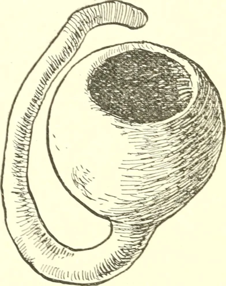 An illustration from The child's rainy day book, 1905, leaf 167