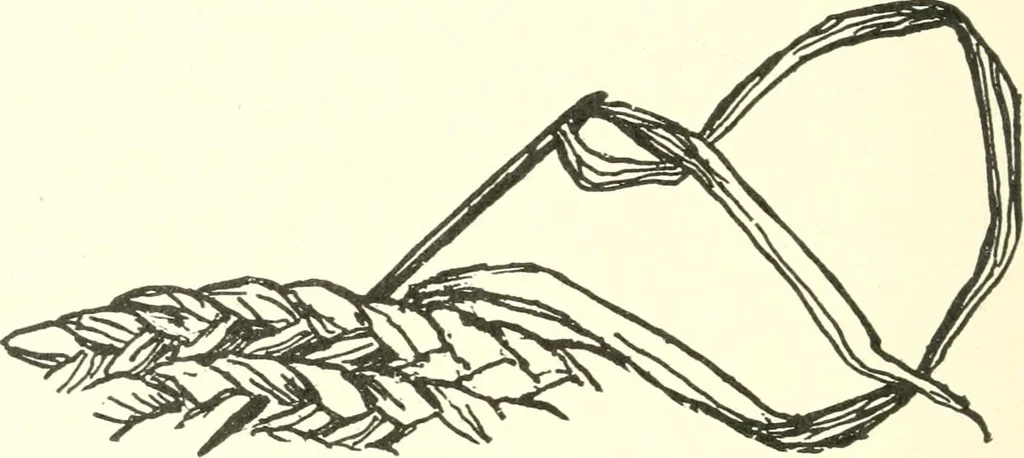 An illustration from The child's rainy day book, 1905, leaf 189