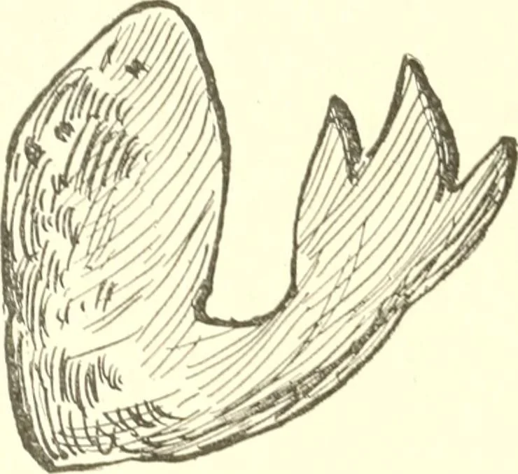 An illustration from The child's rainy day book, 1905, leaf 221