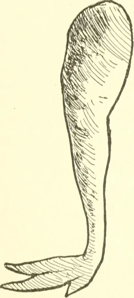 An illustration from The child's rainy day book, 1905, leaf 222