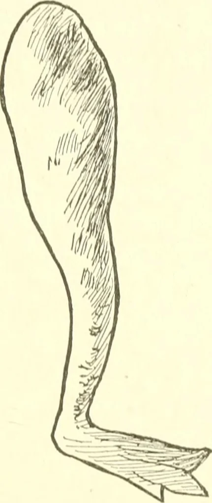 An illustration from The child's rainy day book, 1905, leaf 222