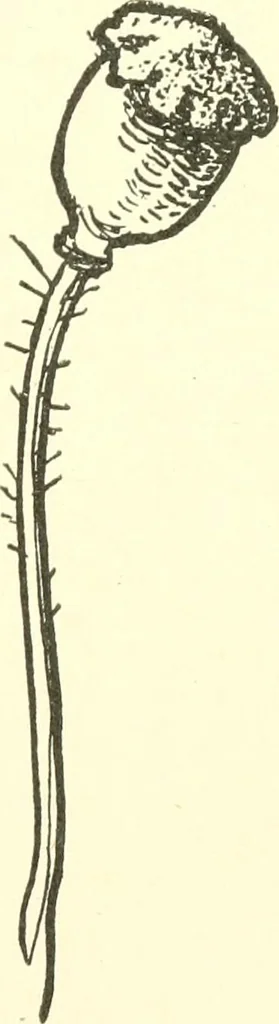 An illustration from The child's rainy day book, 1905, leaf 224