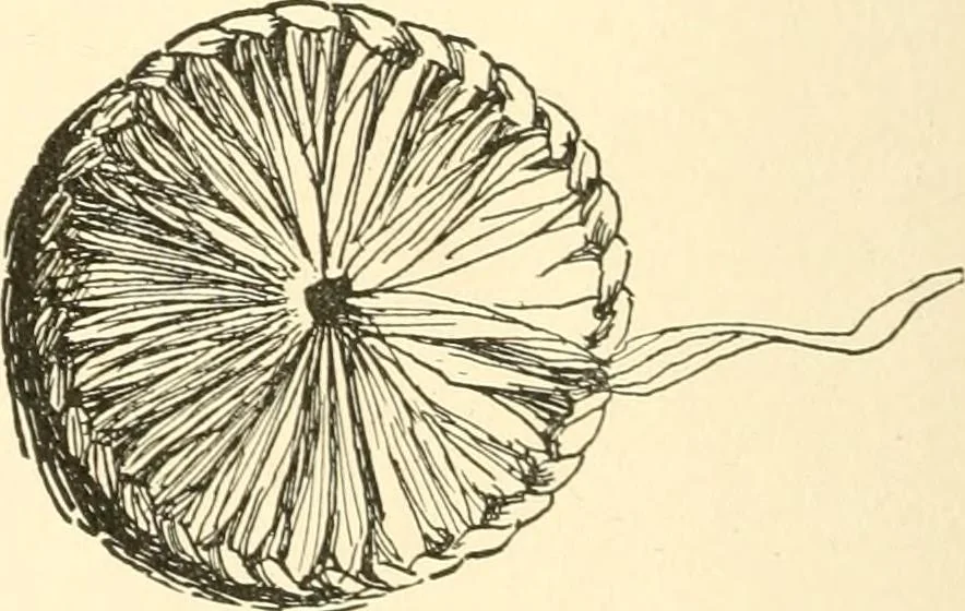 An illustration from The child's rainy day book, 1905, leaf 53