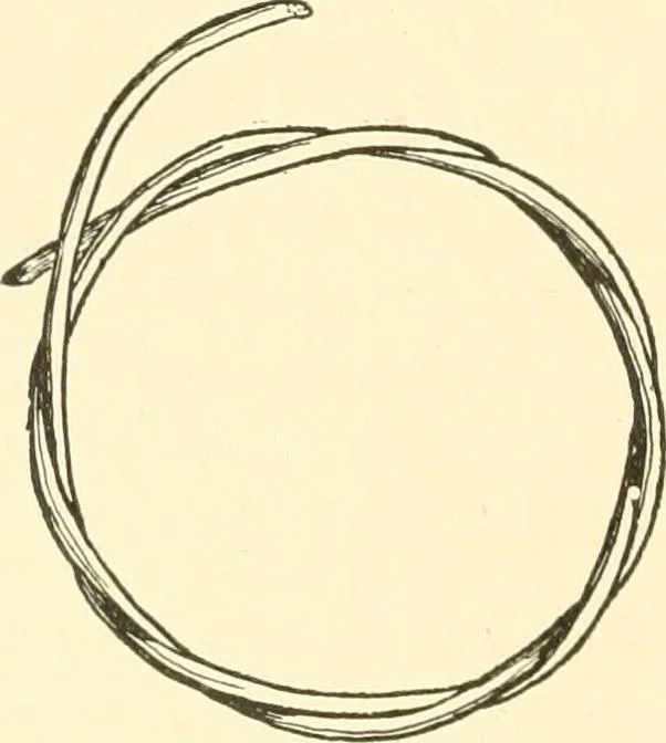 An illustration from The child's rainy day book, 1905, leaf 81