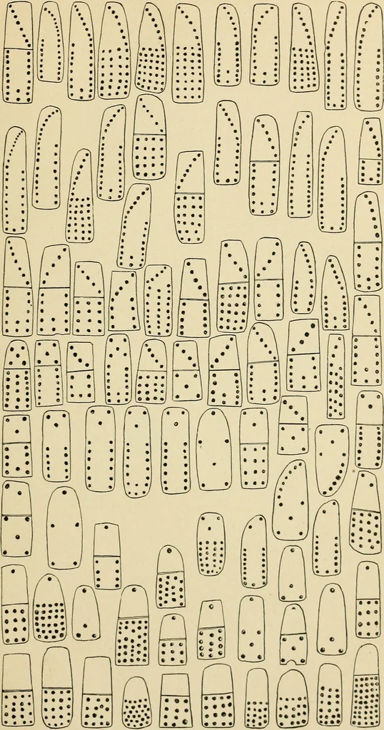 An illustration from Chinese games with dice and dominoes, 1895, leaf 64