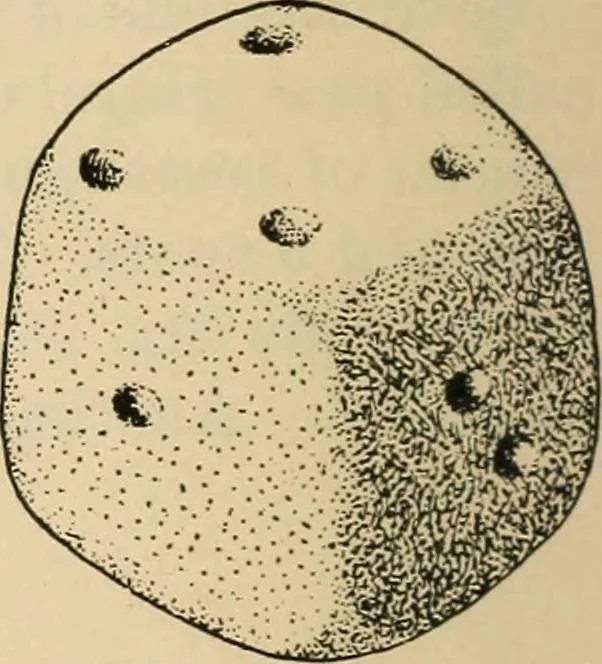 An illustration from Chinese games with dice and dominoes, 1895, leaf 75