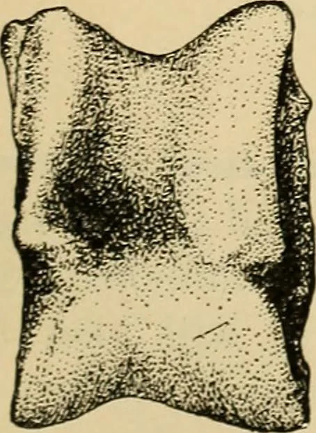 An illustration from Chinese games with dice and dominoes, 1895, leaf 76