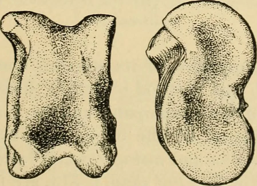 An illustration from Chinese games with dice and dominoes, 1895, leaf 76