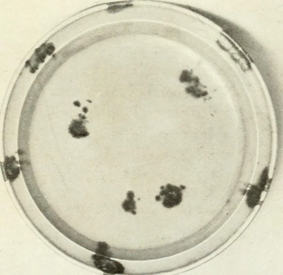 An illustration from Chinese pottery and porcelain : an account of the potter's art in China from primitive times to the present day, 1915, leaf 162