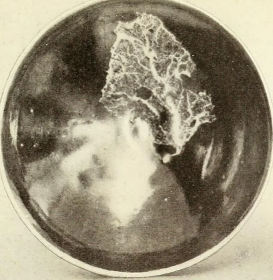 An illustration from Chinese pottery and porcelain : an account of the potter's art in China from primitive times to the present day, 1915, leaf 258