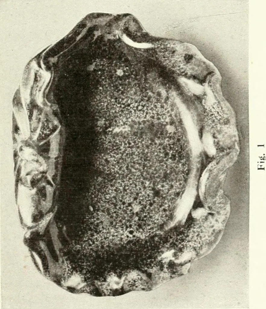 An illustration from Chinese pottery and porcelain : an account of the potter's art in China from primitive times to the present day, 1915, leaf 308