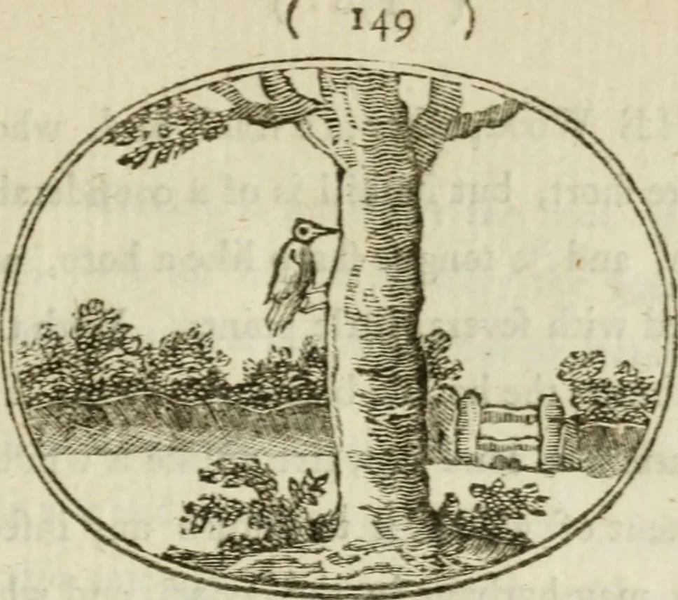 An illustration from Choice emblems : natural, historical, fabulous, moral and divine, for the improvement and pastime of youth : ornamented with near fifty handsome allegorical engravings, designed on purpose for this work : with pleasing and familiar descriptions to each, in prose and verse, serving to display the beauties and morals of the ancient fabulists : the whole calculated to convey the golden lessons of instruction under a new and more delightful dress : written for the amusement of the right honorable Lord Newbattle, 1772, leaf 166