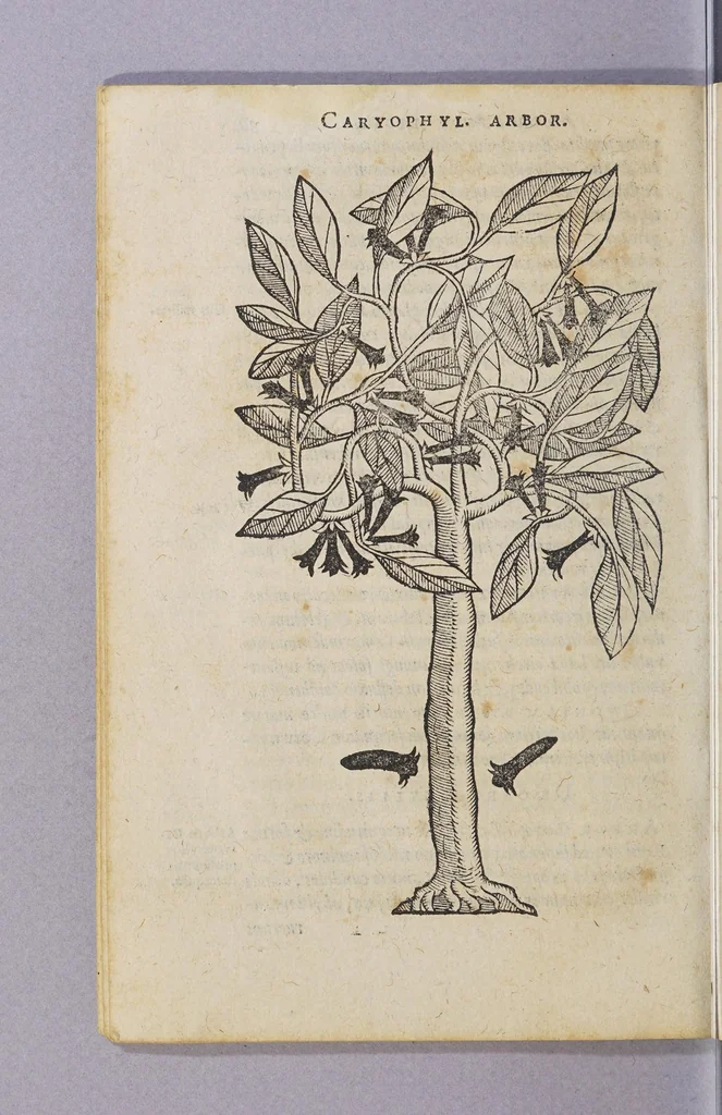 An illustration from Christophori a Costa, medici et cheirurgi Aromatum & medicamentorum in Orientali Jndia nascentium liber : plurimum lucis adferens iis quae à Doctore Garcia de Orta in hoc genere scripta sunt., 1582, leaf 34