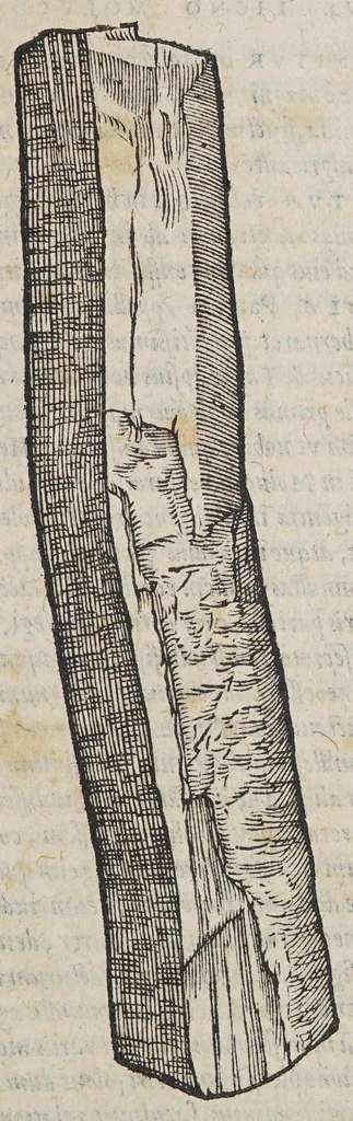 An illustration from Christophori a Costa, medici et cheirurgi Aromatum & medicamentorum in Orientali Jndia nascentium liber : plurimum lucis adferens iis quae à Doctore Garcia de Orta in hoc genere scripta sunt., 1582, leaf 55