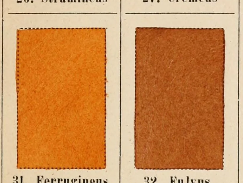 An illustration from Chromotaxia seu Nomenclator colorum polyglottus additis speciminibus coloratis ad usum botanicorum et zoologorum, 1894, leaf 29