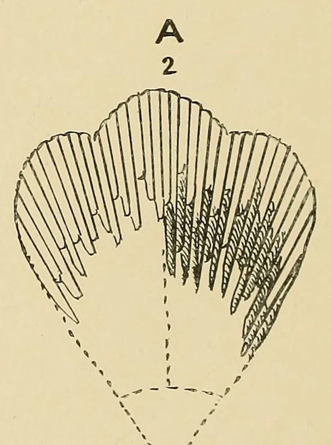 An illustration from Church needlework; a manual of practical instruction, 1907, leaf 30