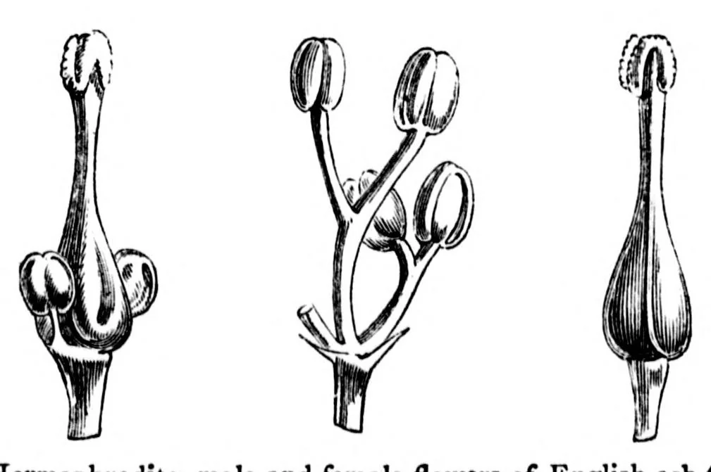 An illustration from The colours of flowers [microform] : as illustrated in British flora, 1882, leaf 113