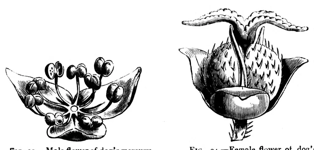 An illustration from The colours of flowers [microform] : as illustrated in British flora, 1882, leaf 115