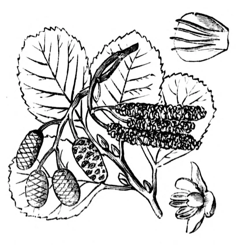An illustration from The colours of flowers [microform] : as illustrated in British flora, 1882, leaf 118