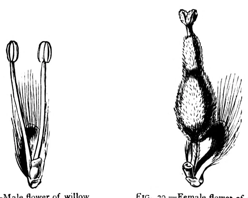 An illustration from The colours of flowers [microform] : as illustrated in British flora, 1882, leaf 119